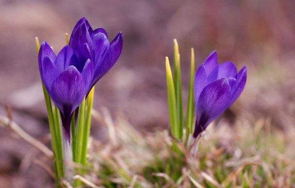 Птицы вестники весны