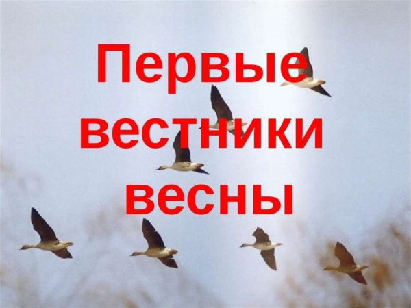 Певчий скворец