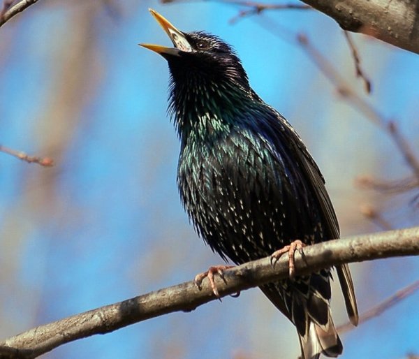 Скворец (Весна)