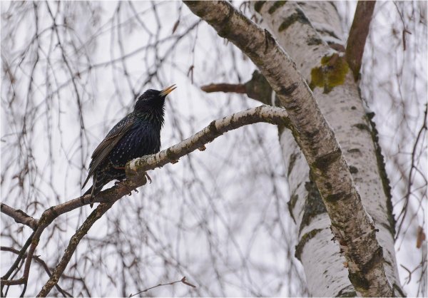 Белогрудый Дальневосточный Грач