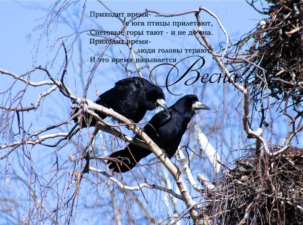 Птицы ранней весной