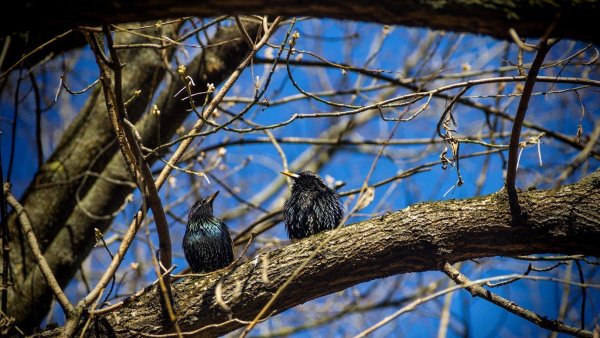 Птица вестница весны