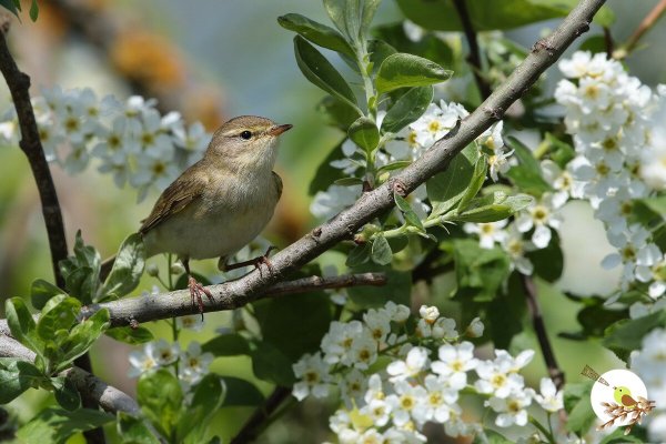 Весенние птицы прилетели