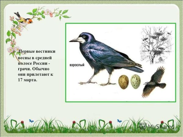 Рисование птицы весной