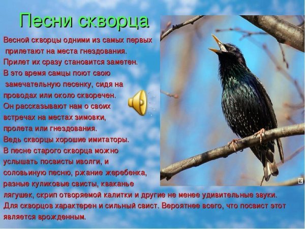 Заболоцкий скворец