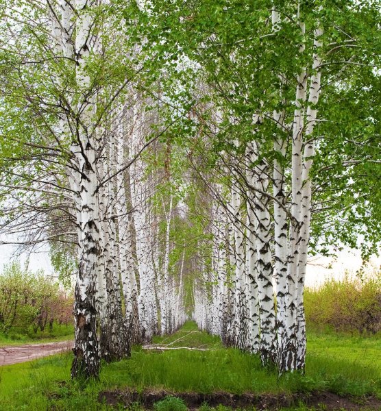 Береза весной