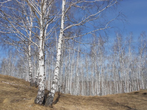 Весна березы