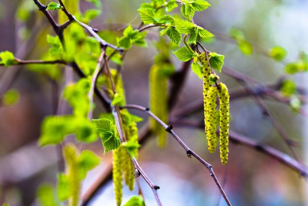 Майская Березка кустарник