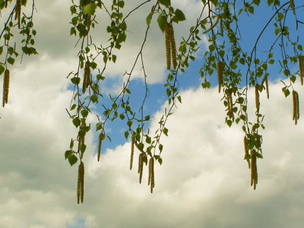 Березовая роща Тутаев