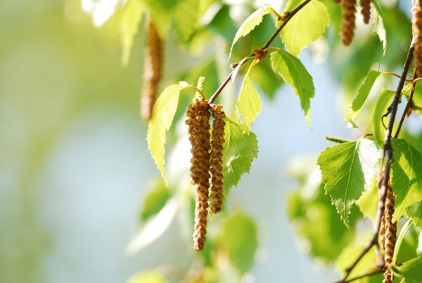 Береза весной