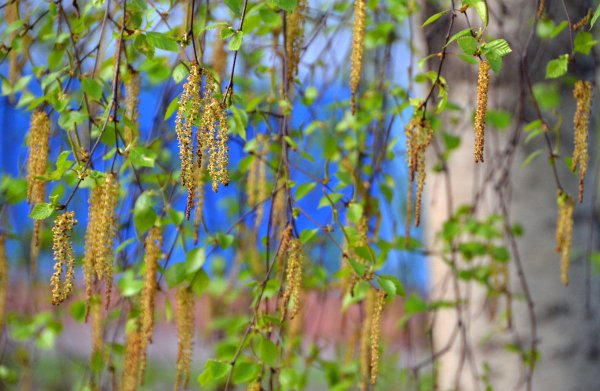 Весна в Березовом лесу