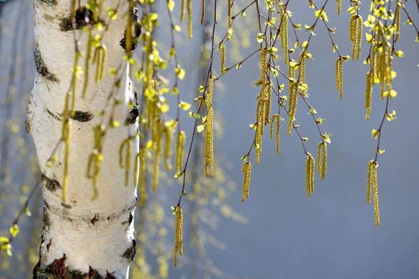 Березовая роща Хабаровск