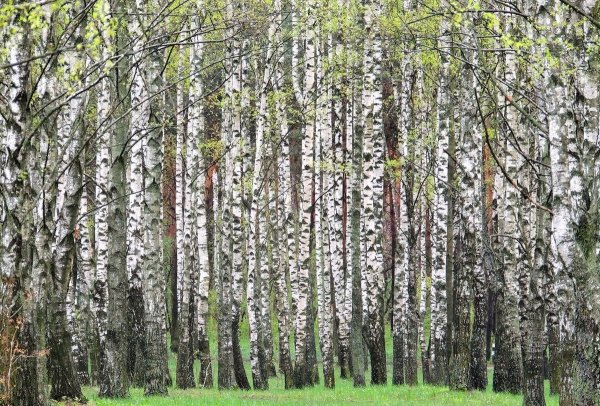 Береза ранней весной