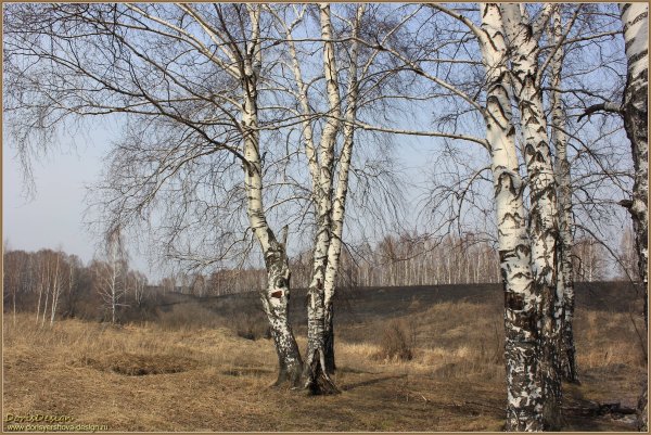 Береза весной