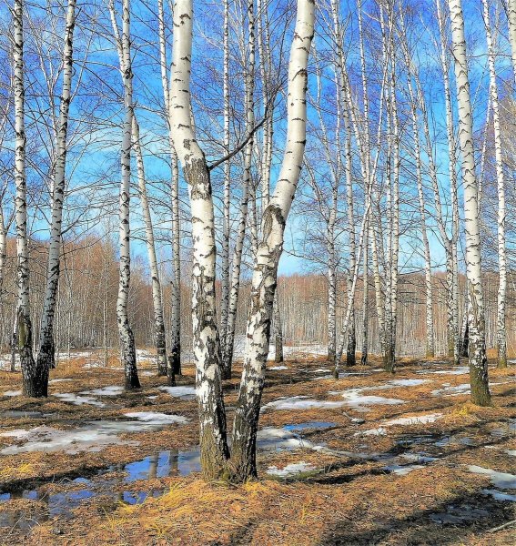 Береза весной