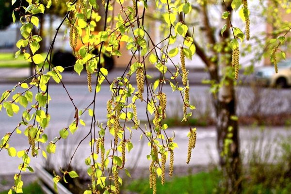 Береза листопадное дерево