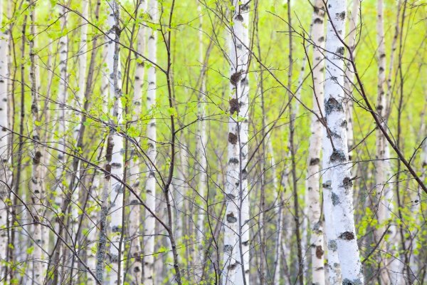 Береза повислая цветение