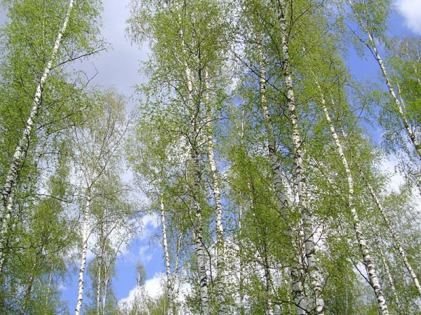 Берёза ойковская