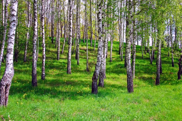 Березовая роща ранней весной чага