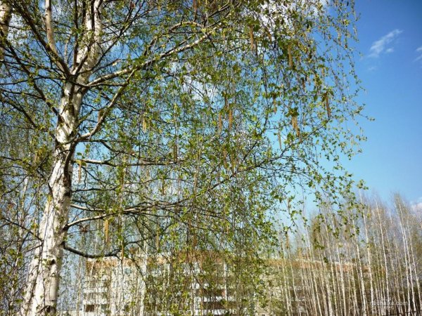 Берёзовая роща Жигулевск май