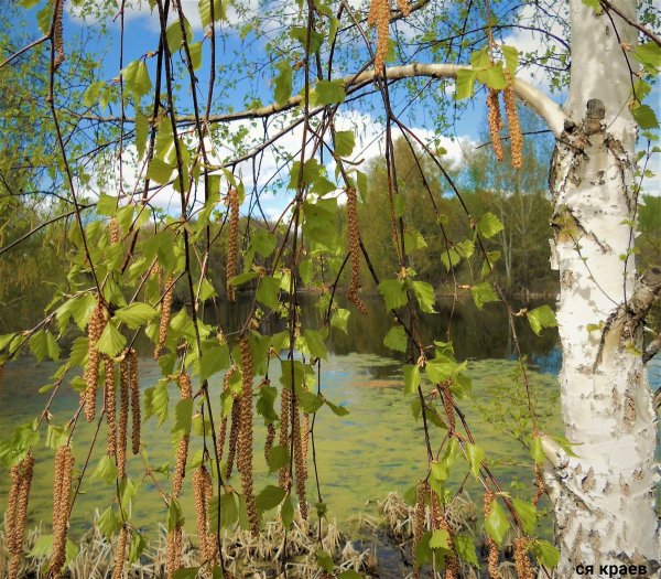 Цветущая береза