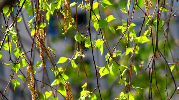 Береза ранней весной