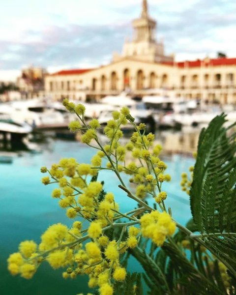 Мимоза набережная Сочи