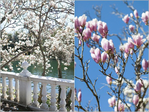 Сочи Весна март Магнолия