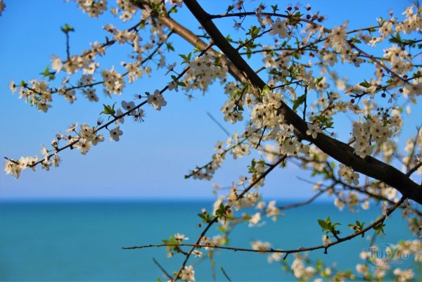 Весна в Сочи самые красивые фото