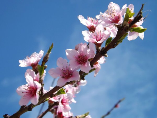 Весна в Сочи