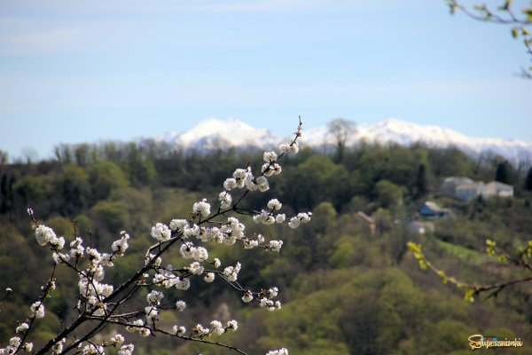 Сочи весной