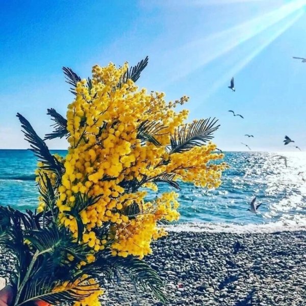 Мимоза море Абхазия