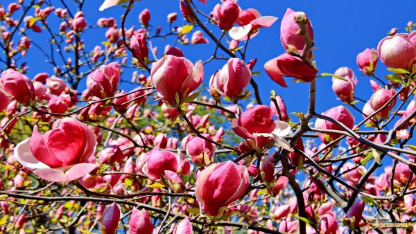 В Сочи зацвела Магнолия