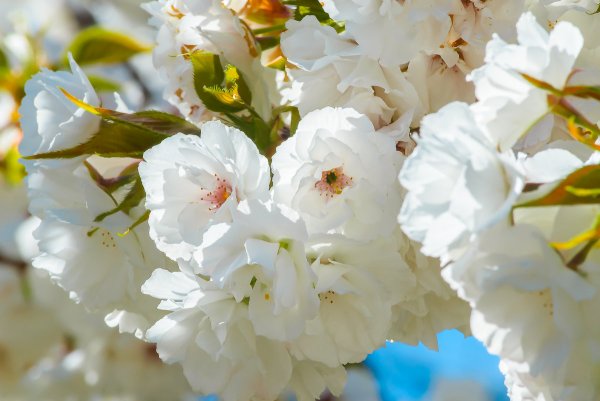 Весна в Сочи