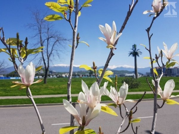 Магнолия Абхазия дерево