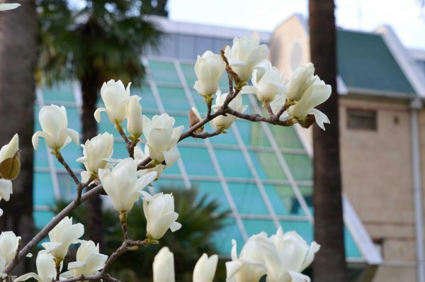 Цветущий город Сочи