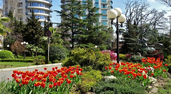 Красная Поляна Сочи горы рододендрон