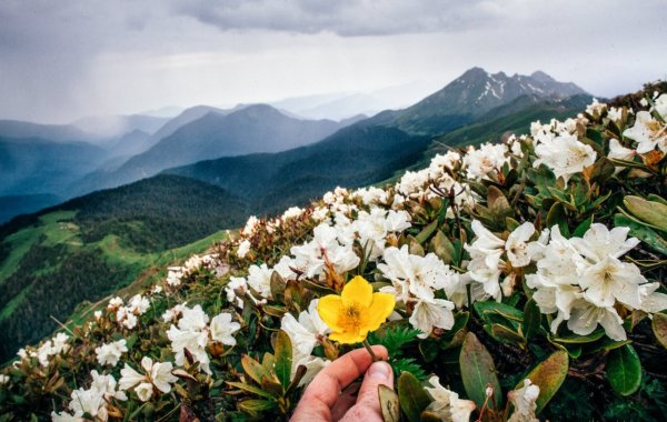 Адлер весной