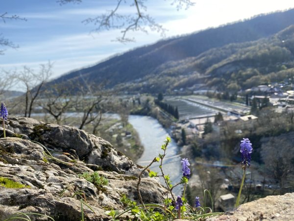 Рододендрон роза Хутор