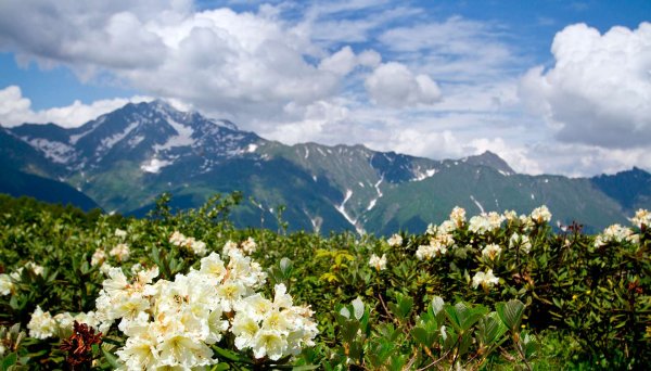 Сочи весной набредня