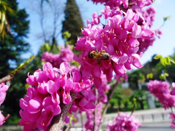 Цветущий Дендрарий Сочи