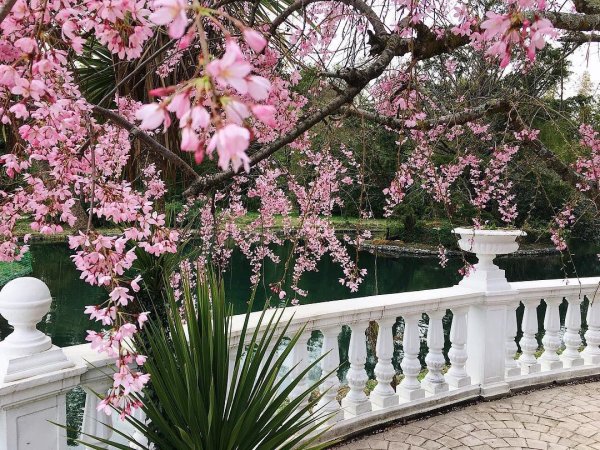 Весна в субтропиках