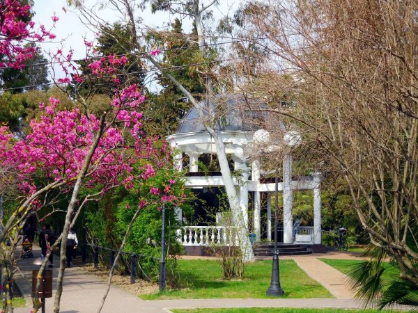 Южные культуры Сочи Весна