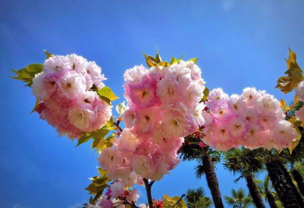 Весна в Сочи