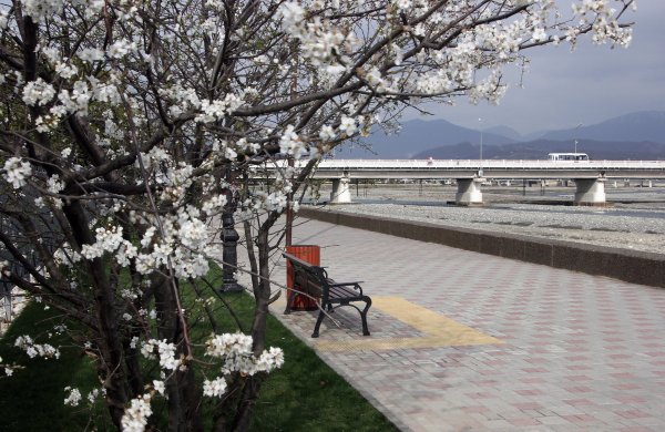 Дендрарий Сочи-цветет Магнолия