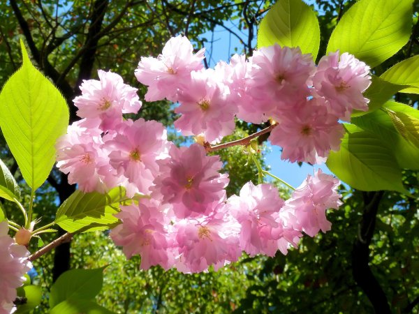 Весной в Сочи цветет белым цветом