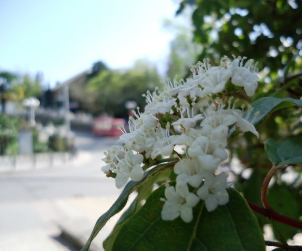 Магнолия Суланжа Южные культуры