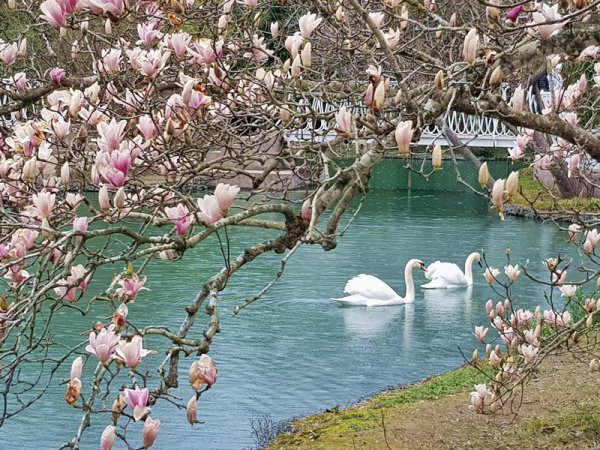 Мимоза цветет в Сочи