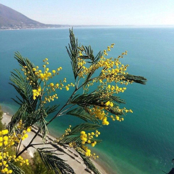 Сочинский Дендрарий Магнолия