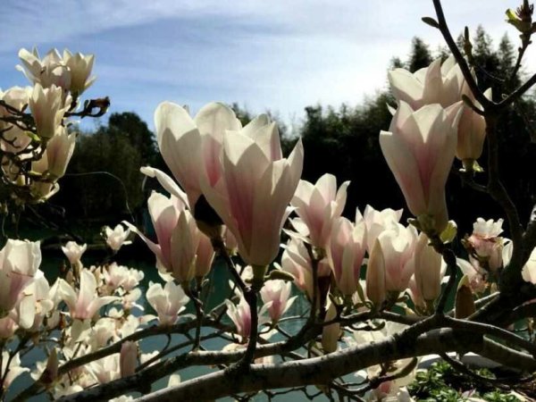 Пальма Юкка в Сочи